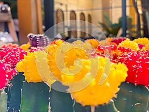 Collection of beautiful cactus in pot