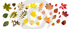 Collection of beautiful colored autumn leaves