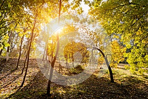 Collection of Beautiful Colorful Autumn Leaves