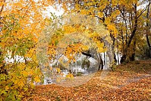 Collection of Beautiful Colorful Autumn Leaves