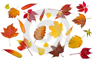 Collection beautiful colorful autumn leaves isolated on white background