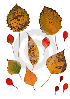 Collection beautiful colorful autumn leaves isolated on white background. Set of red, brown, green and yellow aspen, poplar,