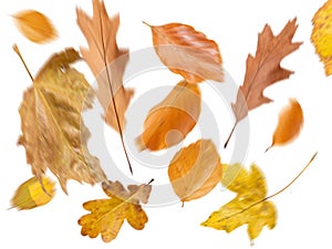 Collection beautiful colorful different autumn leaves, blowing through the air isolated on white background, autumn concept backgr