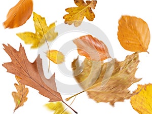 Collection beautiful colorful different autumn leaves, blowing through the air isolated on white background, autumn concept backgr
