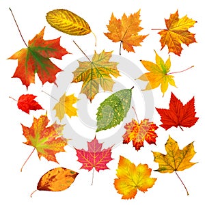 Collection beautiful colourful autumn leaves isolated on white