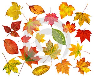 Collection beautiful colourful autumn leaves isolated on white