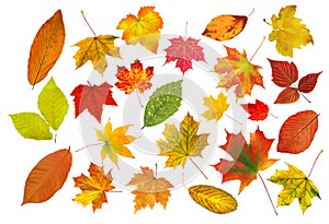 Collection beautiful colourful autumn leaves isolated on white