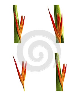 Collection of beautiful flowers (Bird of paradise)