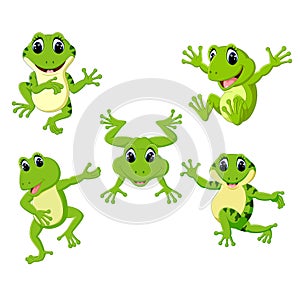 The collection of the beautiful green frog in the different posing