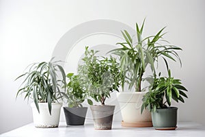 A collection of beautiful green houseplants with a variety of tropical and evergreen foliage housed in decorative pots