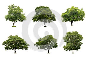 Collection of beautiful green tree isolated on white