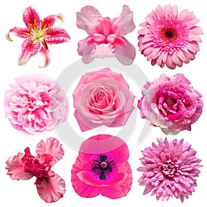 Collection beautiful head pink flowers of dahlia, rose, daisy, lily, gerbera, chrysanthemum, iris, peony isolated on white