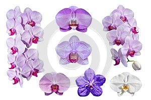 Collection of beautiful Phalaenopsis orchid flowers, isolated on white background