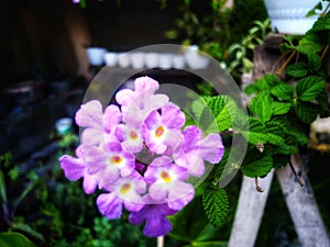 a collection of beautiful purple lantana flowers
