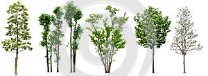 Collection Beautiful Trees Isolated on white background , Suitable for use in architectural design , Decoration work , Used with n