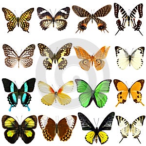 Collection of beautiful tropical butterflies photo