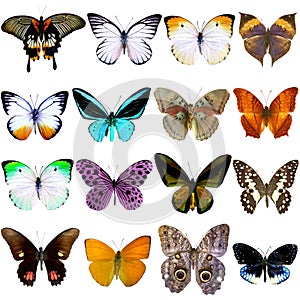 Collection of beautiful tropical butterflies photo