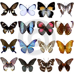 Collection of beautiful tropical butterflies photo