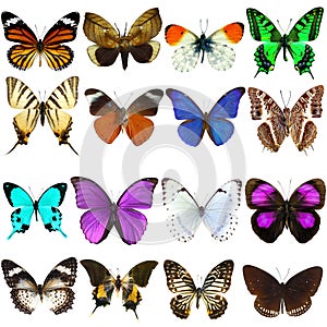 Collection of beautiful tropical butterflies photo