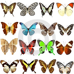 Collection of beautiful tropical butterflies photo