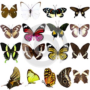 Collection of beautiful tropical butterflies photo