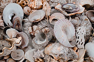 Collection of beautiful unique sea shells of various shapes and sizes