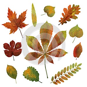 Collection of beautifully illustrated Autumn leaves. Decorative set of colorful