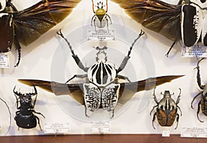 Collection of beetles. Beetle-the Goliath of the East.