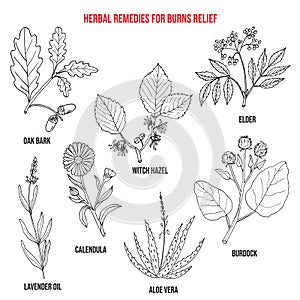 Collection of best herbs for burns relief