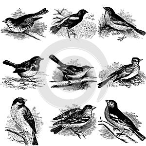 Collection of bird illustrations