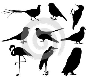 Collection of Bird Silhouettes