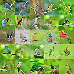 Collection of birds