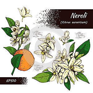 Collection of bitter orange flowers, buds, fruits . Detailed hand-drawn sketches, vector botanical illustration