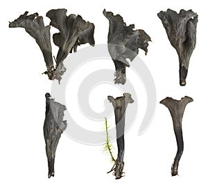 Collection of black chanterelle, Craterellus cornucopioides isolated on white background, this mushroom is edible and popular