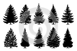 Collection of black fir and spruce tree silhouettes on white background. Vector illustration