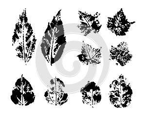 Collection of black leaves imprints on white background. Set of stamp vector Autumn Leaf. Botanical illustration. Grunge
