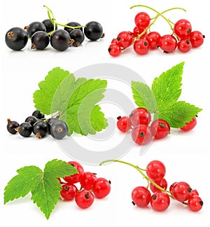 Collection of black and red currant fruits