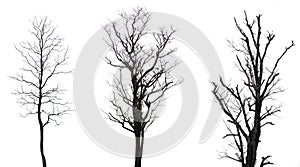 Collection of black tree silhouettes isolated on white background , silhouette of trees.Isolated dead tree on a white background