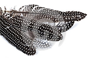 Collection of Black and White Spotted Guinea Fowl Feathers