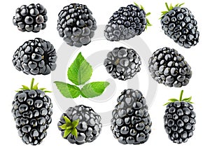 Collection of blackberry fruits with stem and leaf isolated on white