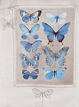 Collection blue fantasy butterflies.