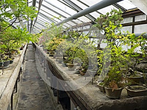 Collection of bonsai in the greenhouse