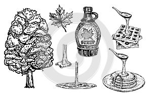 Collection of a bottle of maple syrup, maple tree and leaves. Pancakes and waffles with maple syrup. Maple syrup