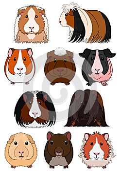 Collection of breeds of guinea pig