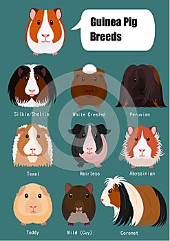 Collection of breeds of guinea pig with breeds name