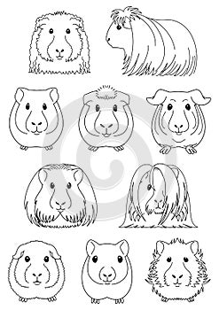 Collection of breeds of guinea pig line art