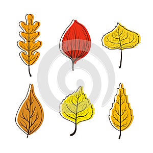 Collection of Bright Colorful Autumn Leaves from Different Kind Forest Trees Vector Illustration