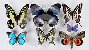 Collection of bright colorful butterflies isolated on white background. beautiful butterflies.