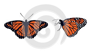 Collection Bright orange monarch butterflies