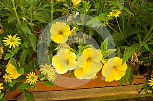 Collection of brightly colored balcony flowers.